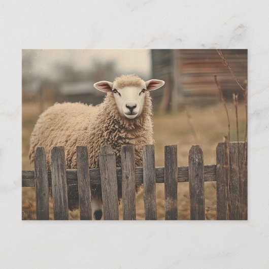 Vintager Schafspieß Postkarte (Vorderseite)