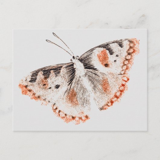Vintager Schmetterling Alte Illustration Postkarte (Vorderseite)