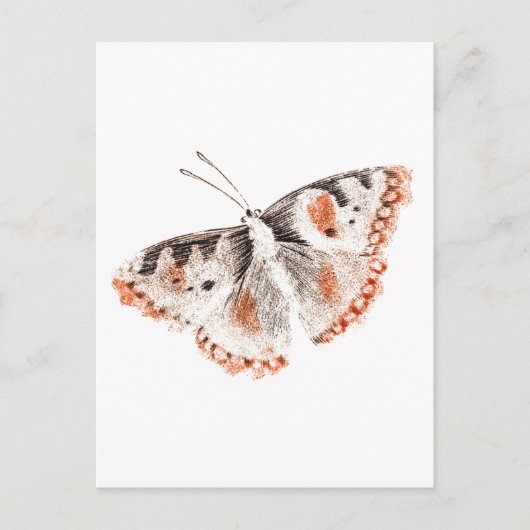 Vintager Schmetterling Alte Illustration Postkarte (Vorderseite)