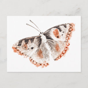 Vintager Schmetterling Alte Illustration Postkarte