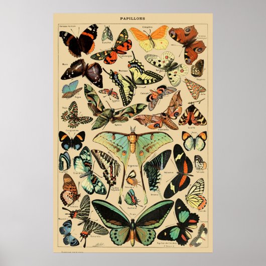 Vintager Schmetterling Papillon Alte Illustration  Poster (Vorne)
