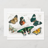 Vintager Schmetterling Papillon Alte Illustration  Postkarte (Vorne/Hinten)