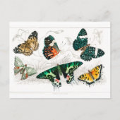 Vintager Schmetterling Papillon Alte Illustration  Postkarte (Vorderseite)