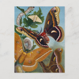 Vintager Schmetterling Postkarte