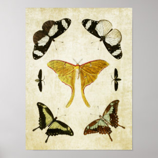 Vintager Schmetterling Print 002 Poster