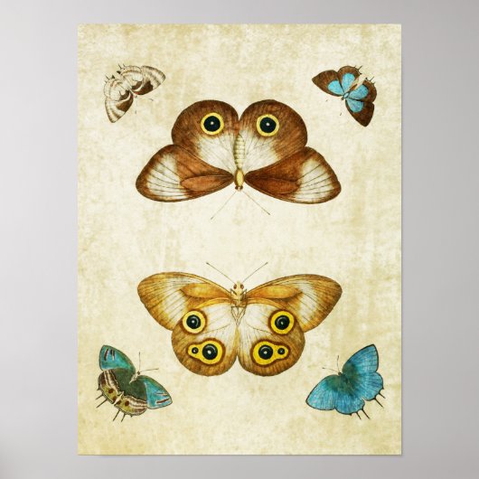 Vintager Schmetterling Print 006 Poster (Vorne)