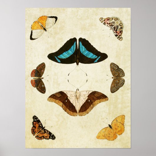 Vintager Schmetterling Print 012 Poster (Vorne)