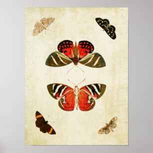 Vintager Schmetterling Print 018 Poster