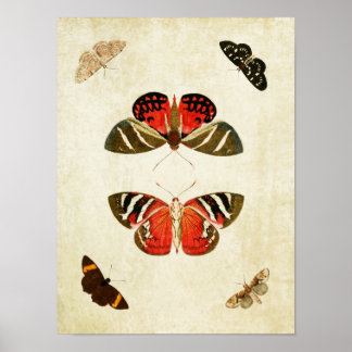 Vintager Schmetterling Print 018 Poster