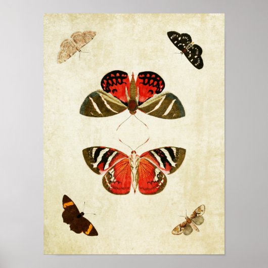 Vintager Schmetterling Print 018 Poster (Vorne)