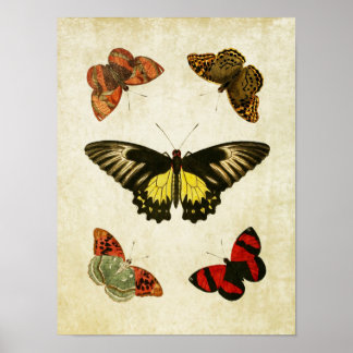 Vintager Schmetterling Print 025 Poster