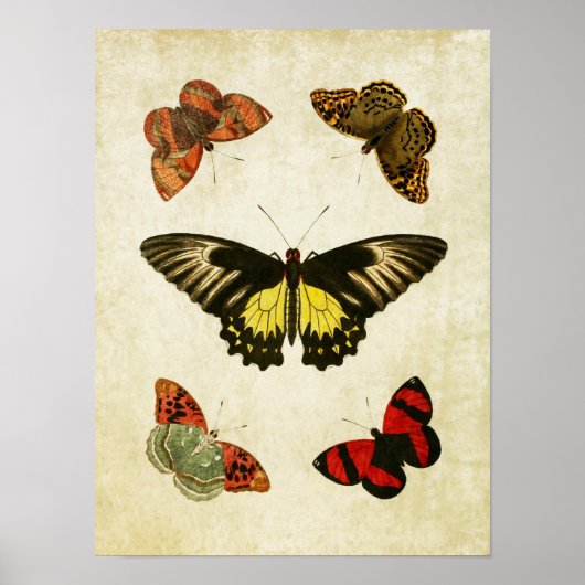 Vintager Schmetterling Print 025 Poster (Vorne)