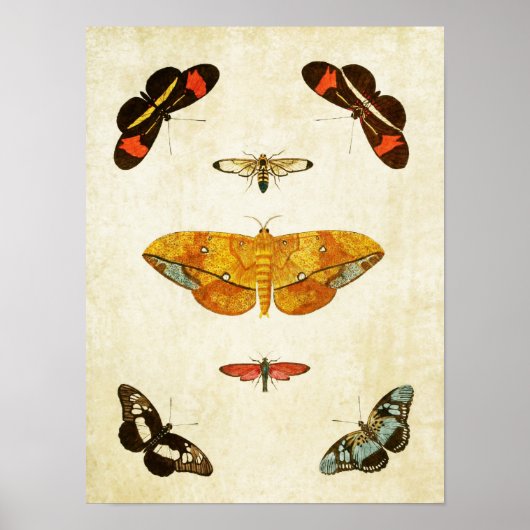 Vintager Schmetterling Print 045 Poster (Vorne)