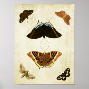 Vintager Schmetterling Print 074 Poster
