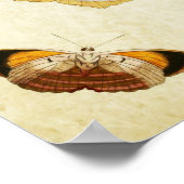 Vintager Schmetterling Print 081 Poster (Ecke)