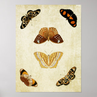 Vintager Schmetterling Print 081 Poster