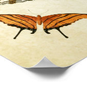 Vintager Schmetterling Print 087 Poster (Ecke)