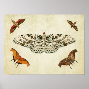 Vintager Schmetterling Print 087 Poster
