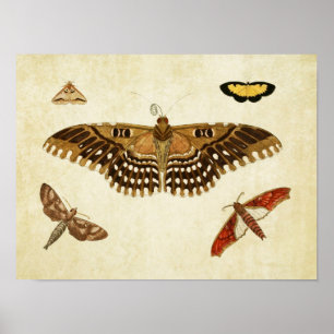 Vintager Schmetterling Print 088 Poster