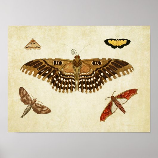 Vintager Schmetterling Print 088 Poster (Vorne)