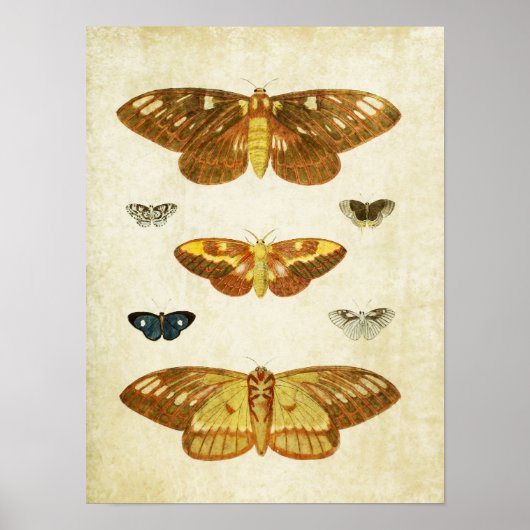 Vintager Schmetterling Print 117 Poster (Vorne)