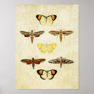 Vintager Schmetterling Print 125 Poster