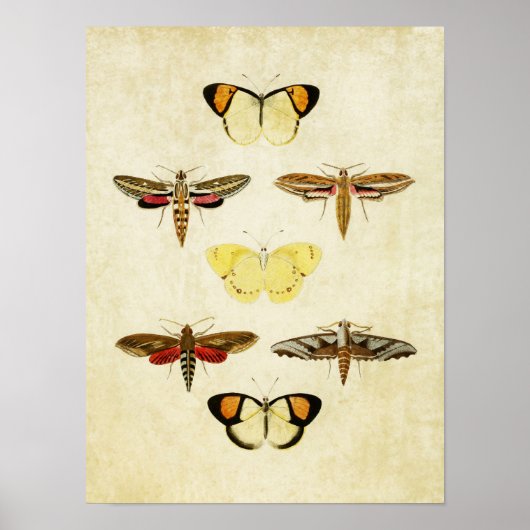 Vintager Schmetterling Print 125 Poster (Vorne)