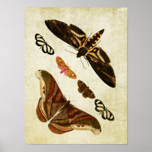 Vintager Schmetterling Print 126 Poster