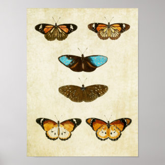 Vintager Schmetterling Print 127 Poster