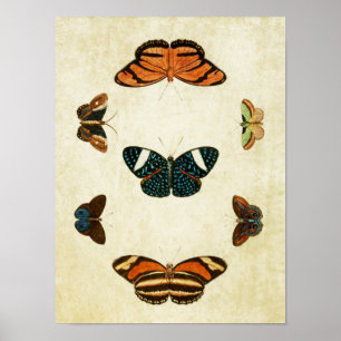 Vintager Schmetterling Print 130 Poster