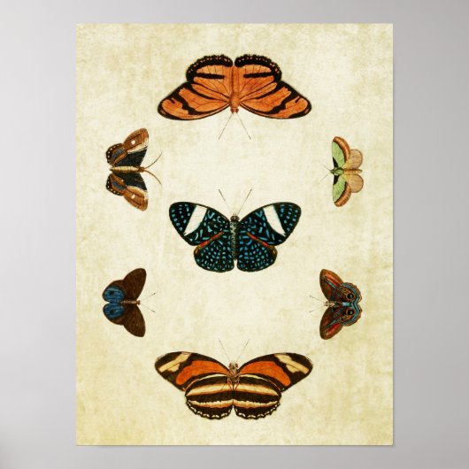 Vintager Schmetterling Print 130 Poster (Vorne)