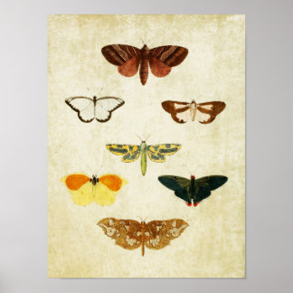 Vintager Schmetterling Print 131 Poster