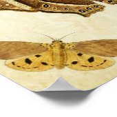 Vintager Schmetterling Print 133 Poster (Ecke)
