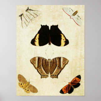 Vintager Schmetterling Print 133 Poster