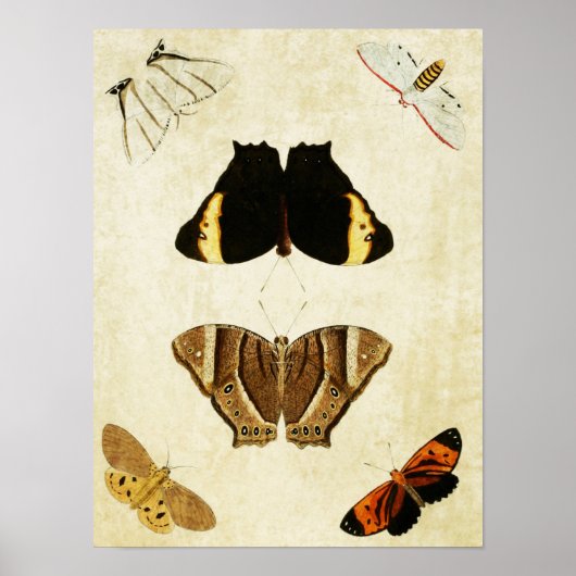Vintager Schmetterling Print 133 Poster (Vorne)