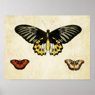 Vintager Schmetterling Print 135 Poster