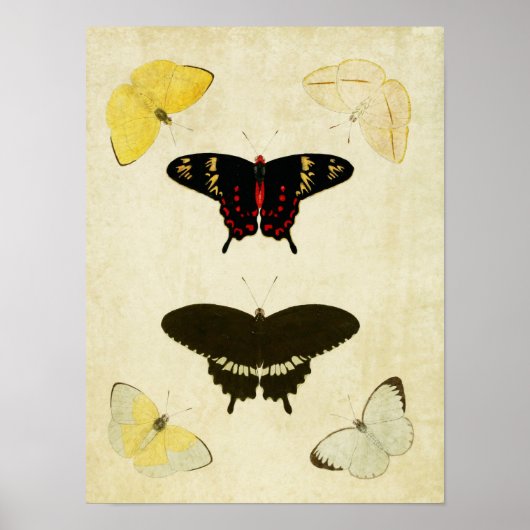 Vintager Schmetterling Print 141 Poster (Vorne)