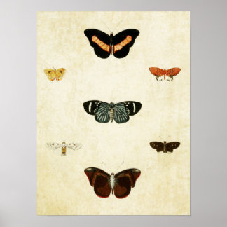 Vintager Schmetterling Print 143 Poster