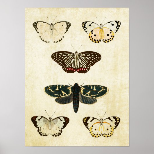 Vintager Schmetterling Print 154 Poster (Vorne)