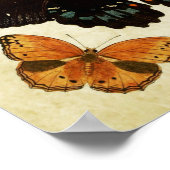 Vintager Schmetterling Print 157 Poster (Ecke)