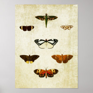 Vintager Schmetterling Print 178 Poster