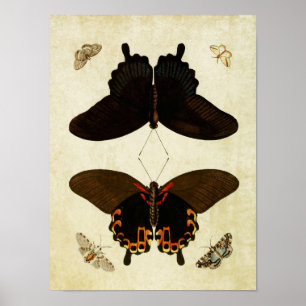 Vintager Schmetterling Print 181 Poster