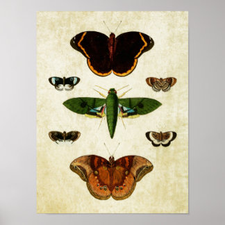 Vintager Schmetterling Print 184 Poster