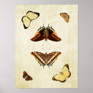 Vintager Schmetterling Print 186 Poster