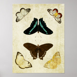 Vintager Schmetterling Print 187 Poster