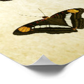 Vintager Schmetterling Print 188 Poster (Ecke)