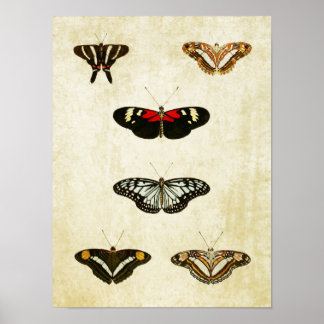 Vintager Schmetterling Print 188 Poster