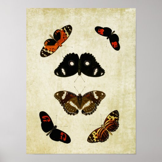 Vintager Schmetterling Print 190 Poster (Vorne)