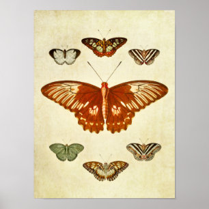 Vintager Schmetterling Print 194 Poster