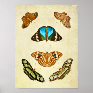Vintager Schmetterling Print 196 Poster